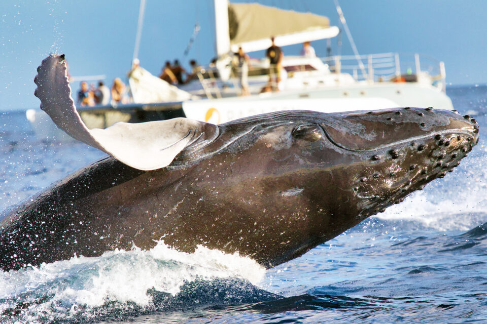 humpback-whale.jpg