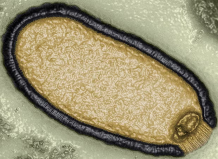 A computer-enhanced image of a Pithovirus sibericum isolated from a 30,000-year-old sample of permafrost in 2014
