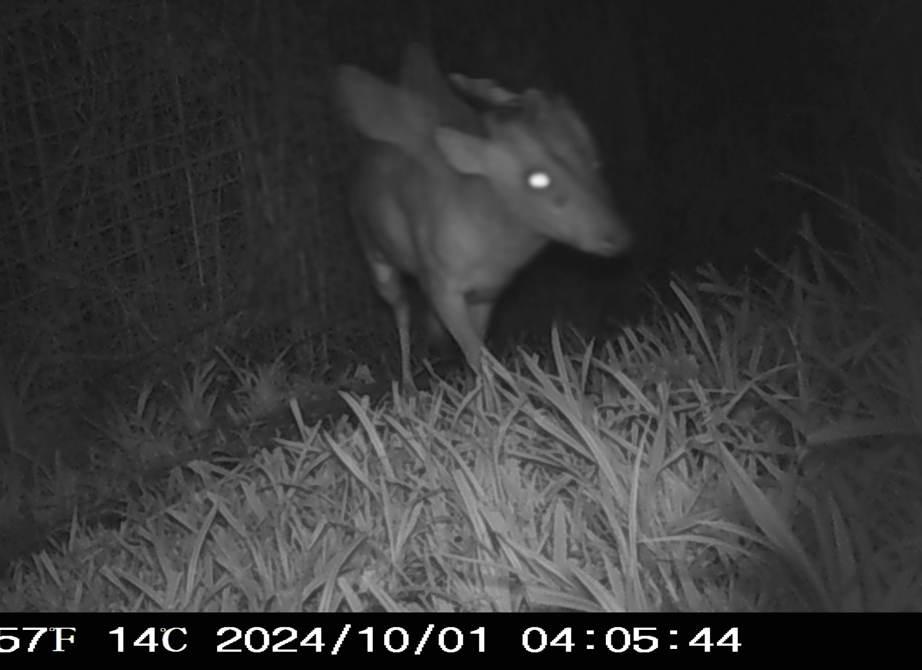 camera-trap-image-mysterious-creature (1).jpg